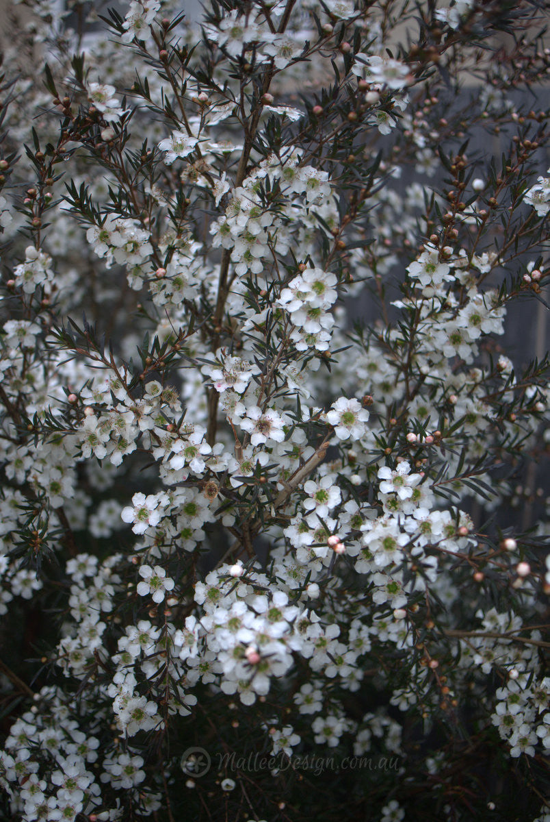 Heirloom Non-GMO Leptospermum Flower Seeds – High Germination Organic Garden Seeds for Tea Tree Blooms
