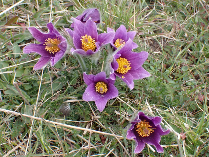 Pasque blomsterfrø til udplantning, friske, 100 stk