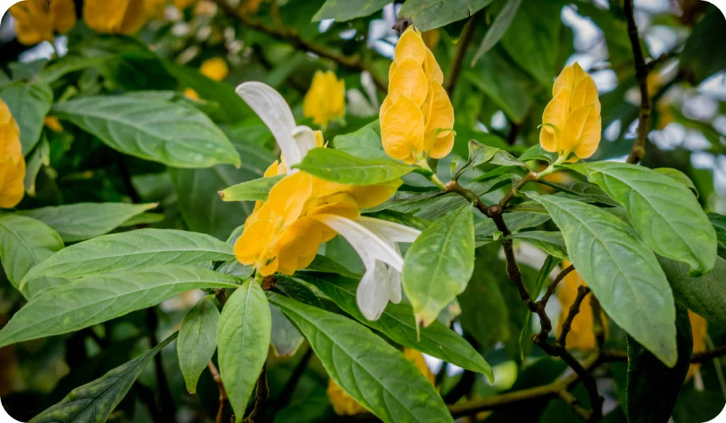 Pachystachys Lutea Plantefrø til udplantning, 100 stk