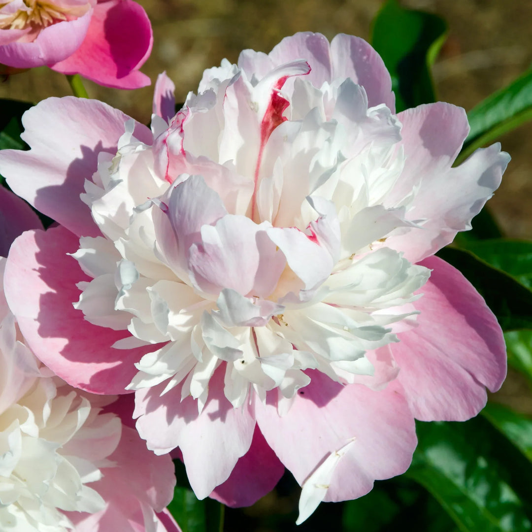 sorbet double flower seeds