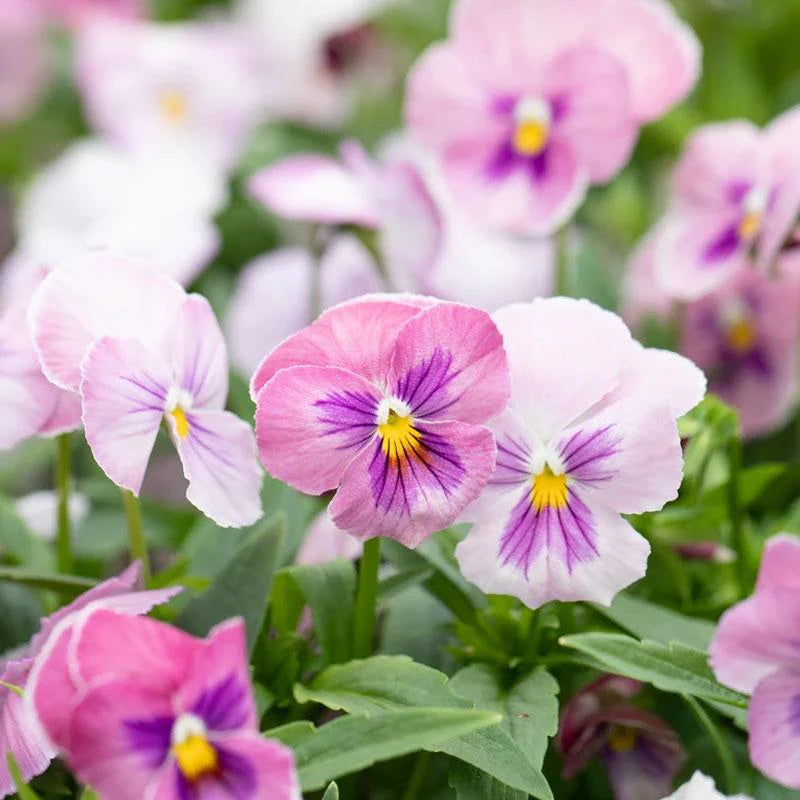 Pansy Flower Seeds for Planting Light Pink 100 pcs