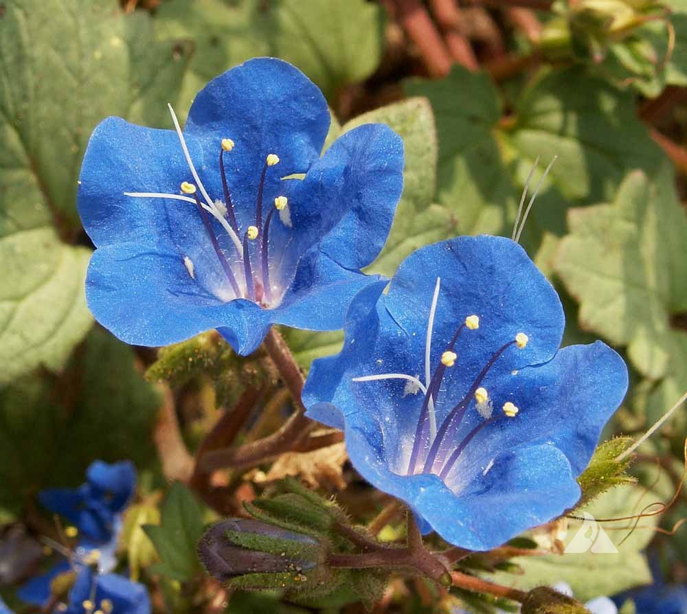 blue organic flower seeds