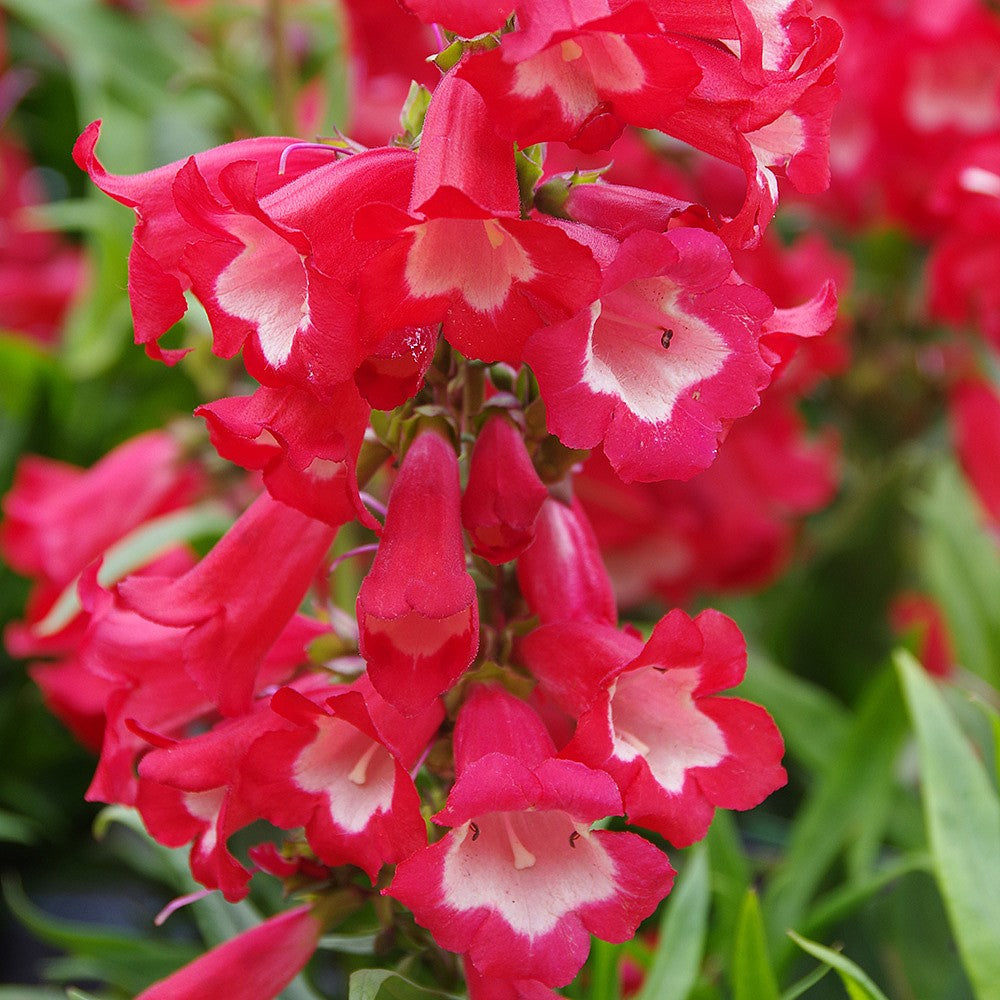 Penstemon Flower Seeds – Heirloom Non-GMO Bee-Friendly Blooms for Colorful Garden Planting, High Germination