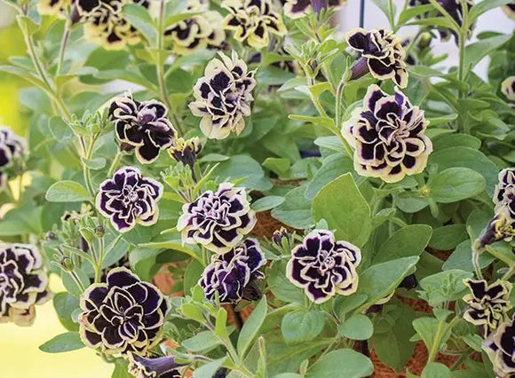 Double Petunia Black Yellow Flower Seeds for Planting 100 pcs