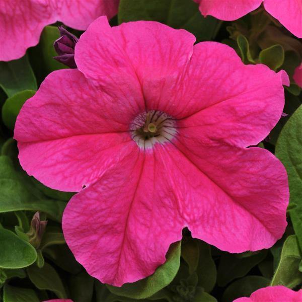 Dyb pink petunia blomsterfrø til plantning, frisk, 100 stk