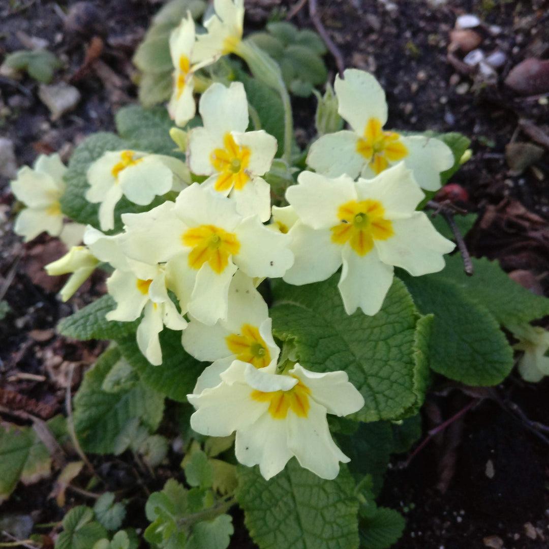 primrose primula flower seeds