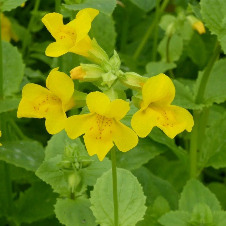 Heirloom Mimulus Guttatus Flower Seeds – Non-GMO Yellow Monkey Flower for Wetland Garden Planting