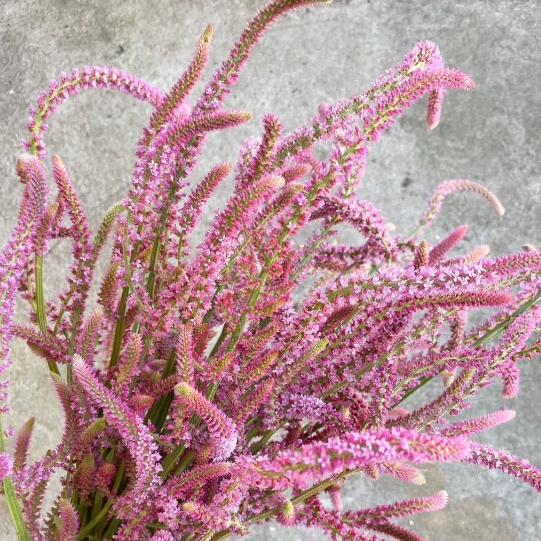 Heirloom Non-GMO Limonium Suworowii Flower Seeds – Ornamental Sea Lavender Seeds for Planting, High Germination Organic Blooms