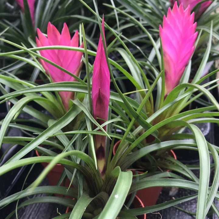 Organic Heirloom Pink Tillandsia Cyanea Seeds – Non-GMO Air Plant Blooms | High Germination Organic Garden Seeds for Planting