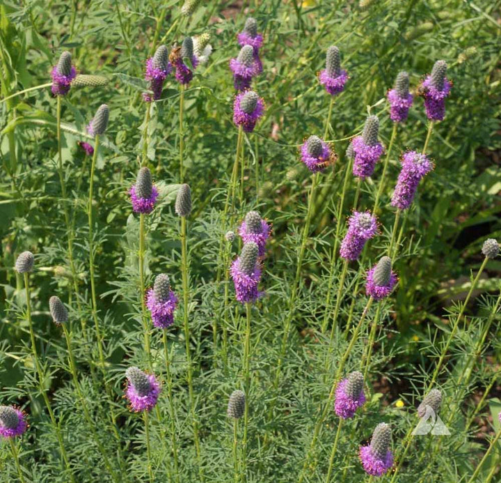 Heirloom Non-GMO Prairie Wildflower Seeds for Planting – Native Perennial Mix for Pollinator Gardens