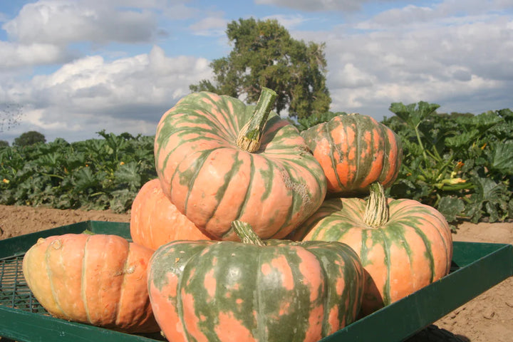 Speckled Hound Pumpkin Vegetable Seeds for Planting – Heirloom, Non-GMO, High Germination, Organic Garden Seeds