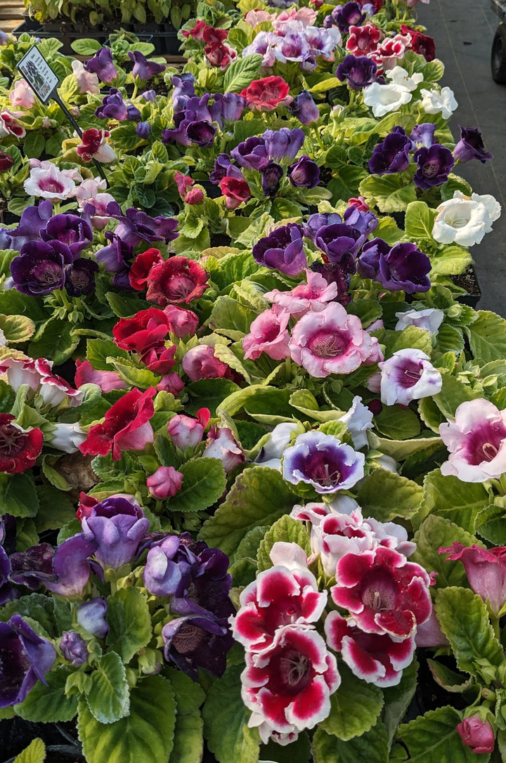 Friske Gloxinia blomsterfrø til udplantning, blandet 100 stk