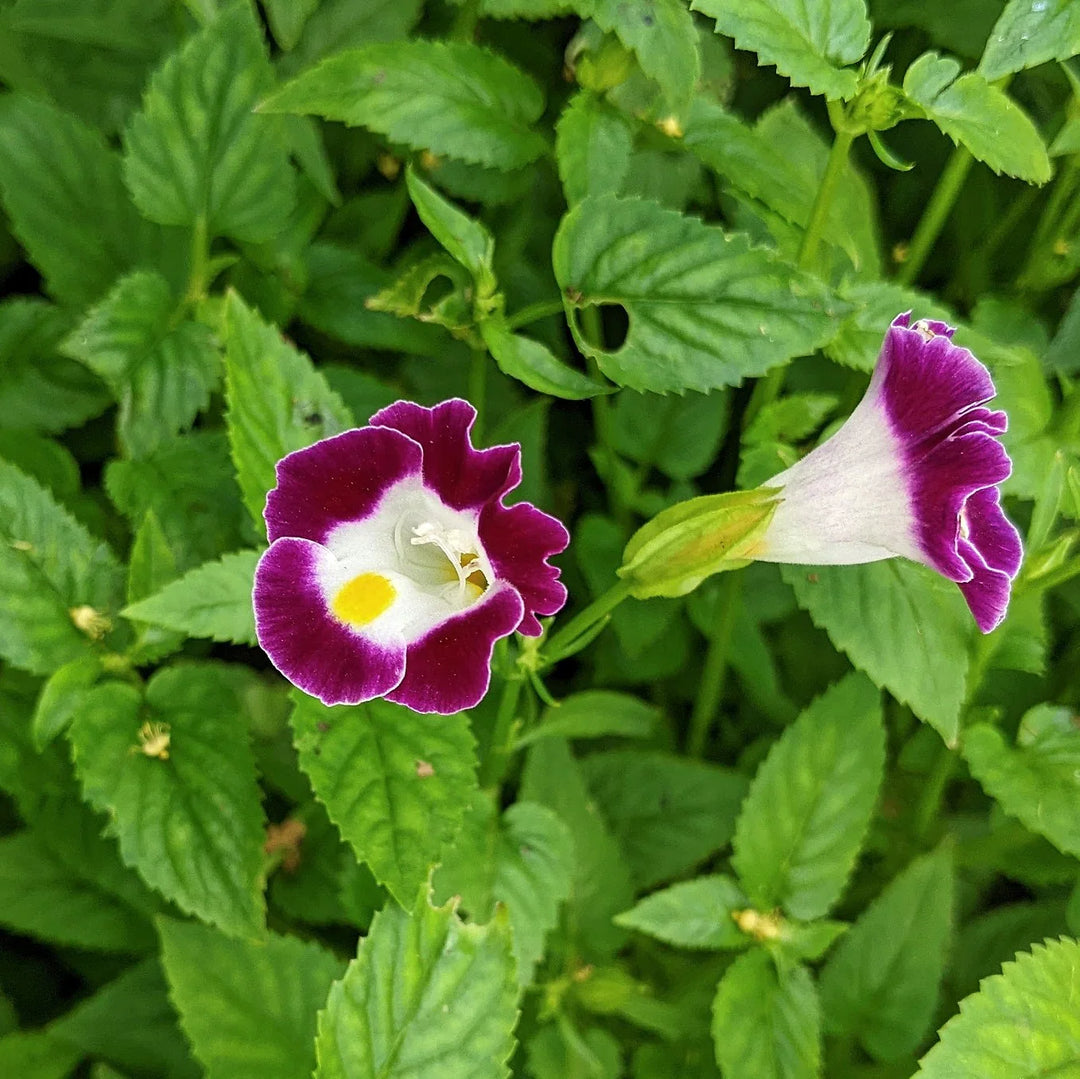 pink wishbone flower seeds
