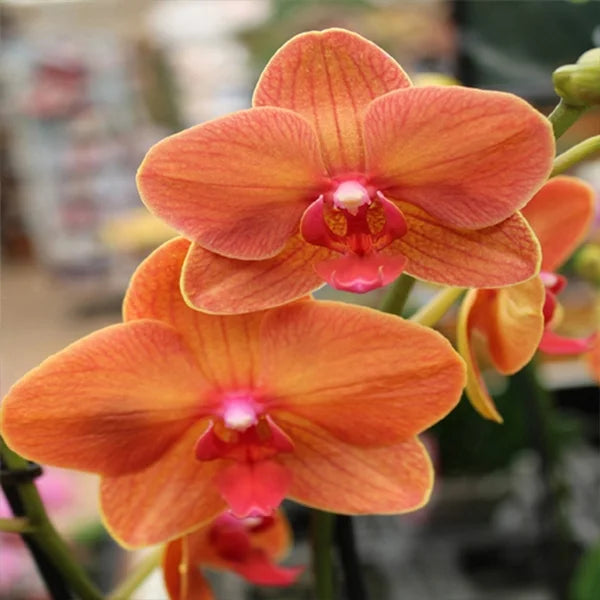 Orange Phalaenopsis Orchid Flower Seeds