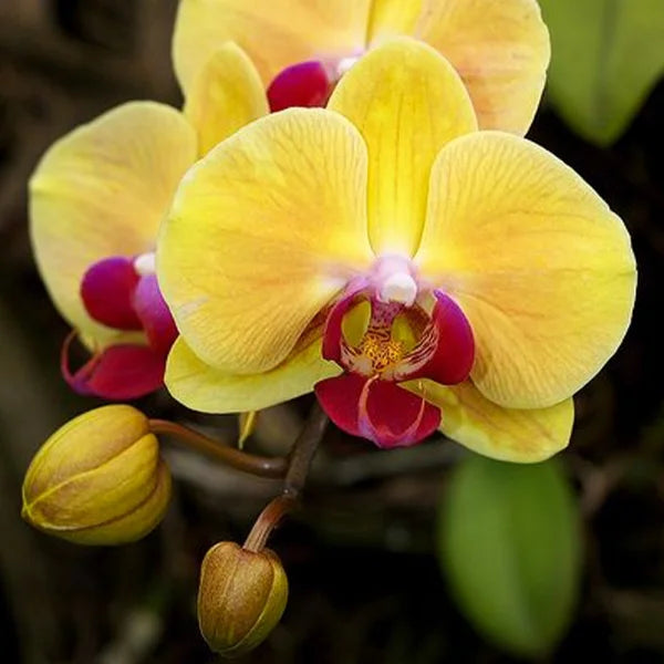 Yellow Orchid Flower Seeds for Planting - 100 pcs