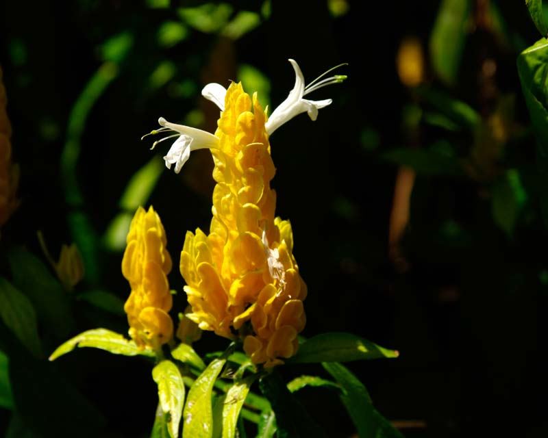 Organic Heirloom Non-GMO Lutea Seeds for Planting – Fresh Healthy Garden Blooms