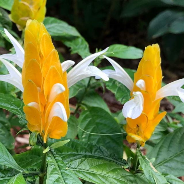 organic heirloom flower seeds