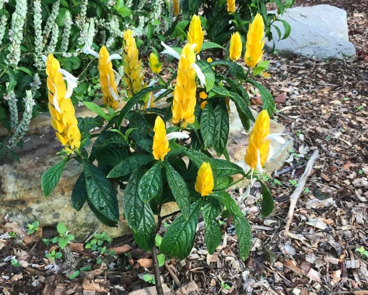 Organic Heirloom Non-GMO Lutea Seeds for Planting – Fresh Healthy Garden Blooms