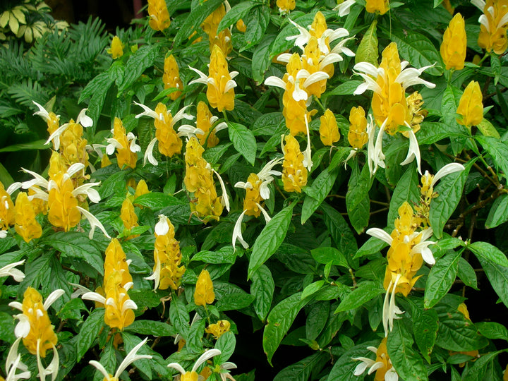 Light Yellow Pachystachys Seeds for Planting - 100 pcs