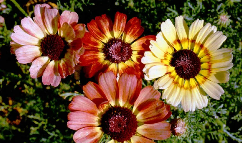 Chrysanthemum Carinatum Heirloom Blomsterfrø Ikke-GMO