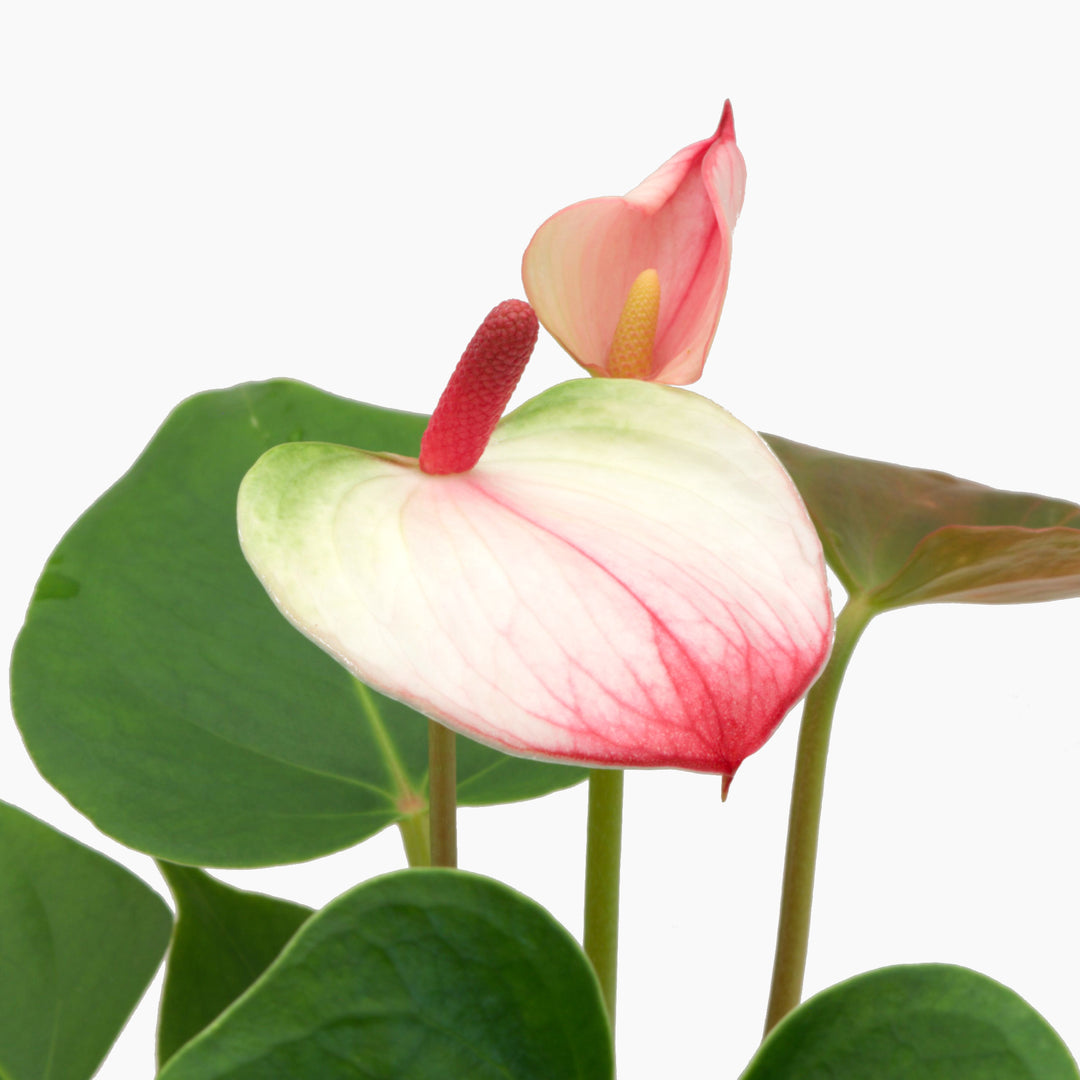 Pink & White Anthurium Flower Seeds – Non-GMO Heirloom Seeds for Planting