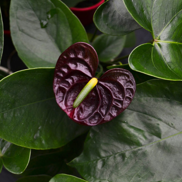 Anthurium ‘Black Queen’ Plant Seeds - Heirloom, Non-GMO, High Germination Organic Garden Seeds for Planting
