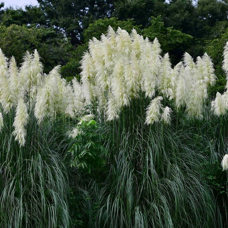 Cortaderia Pampas Grass Flower Seeds – Tall Ornamental Grass for Landscaping, Dried Decor, Non-GMO Seeds