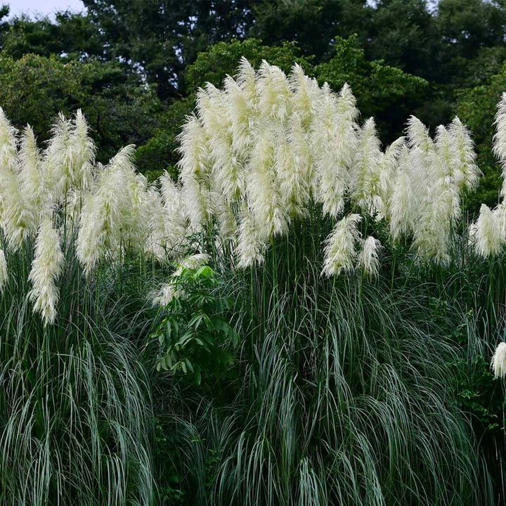 Cortaderia Pampas Grass Flower Seeds – Tall Ornamental Grass for Landscaping, Dried Decor, Non-GMO Seeds