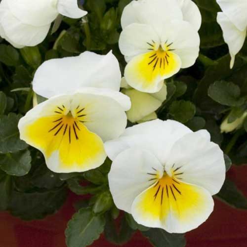 Yellow White Pansy Flower Seeds for Planting - 100 pcs