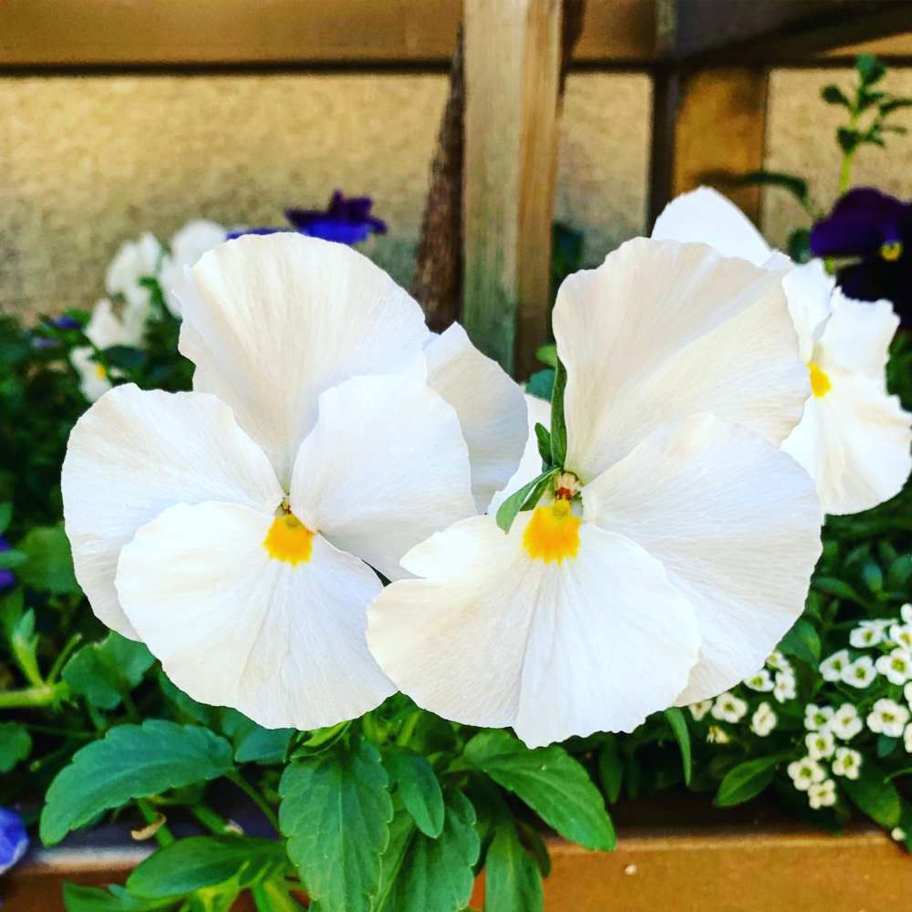 Tricolor Pansy Flower Seeds for Planting, White, 100 pcs