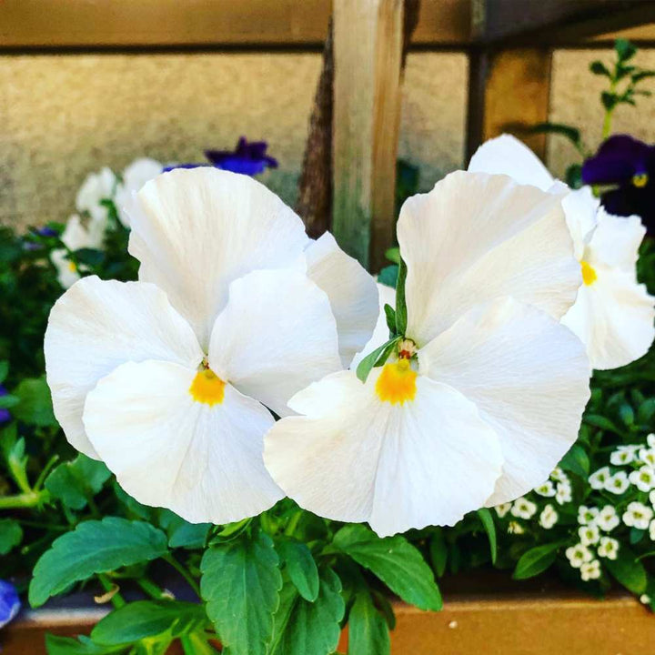 Tricolor stedmoderblomst blomsterfrø til udplantning, hvid, 100 stk