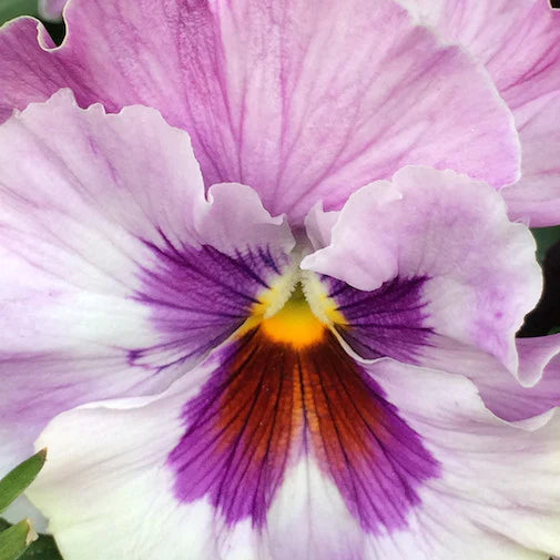 Pansy Flower Seeds for Planting Light Pink 100 pcs