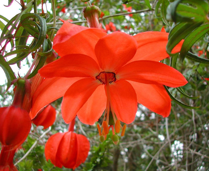 Heirloom Non-GMO Passiflora Parritae Flower Seeds for Planting – Exotic Passionflower Blooming Seeds