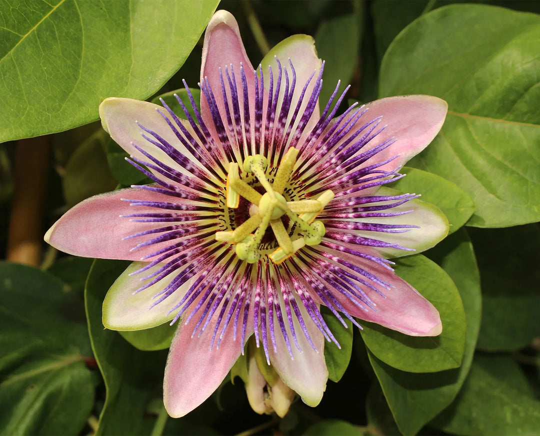 purple passiflora flower seeds