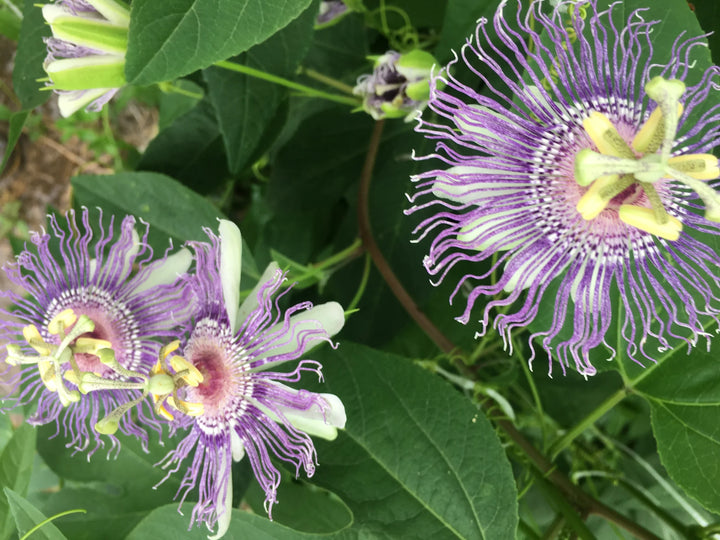 Friske passionsblomstfrø til udplantning, lavendel 100 stk