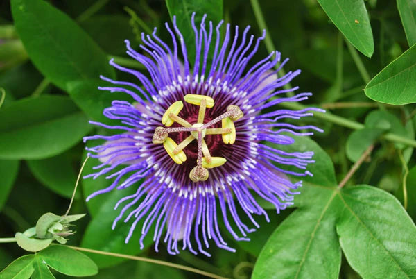Heirloom Non-GMO Passion Flower Passiflora Seeds for Planting – Exotic Climbing Vine Blooms | High Germination