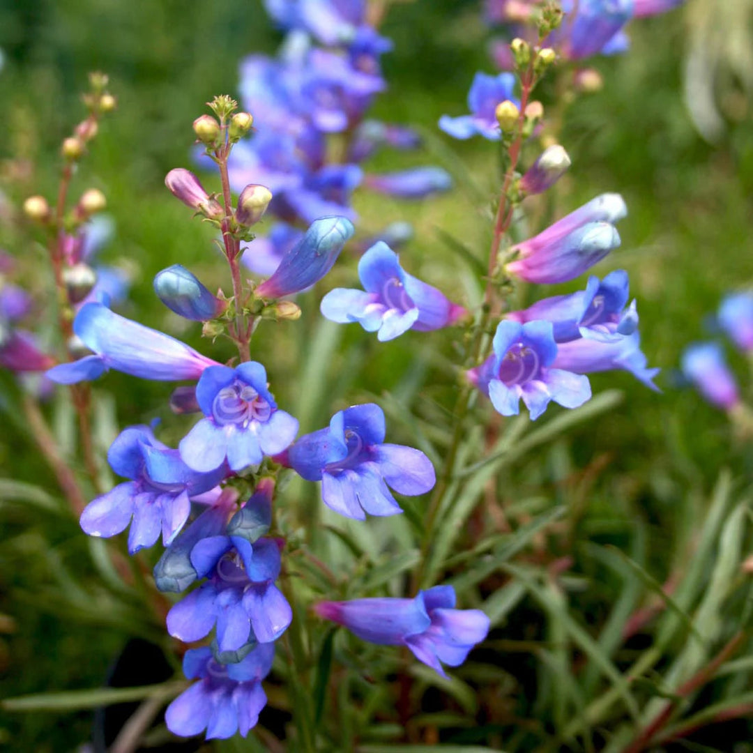 blue heterophyllus flower seeds