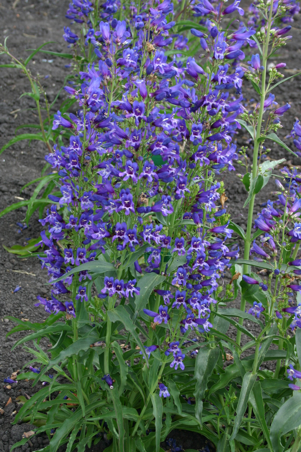 Blå Penstemon blomsterfrø til plantning - 100 stk