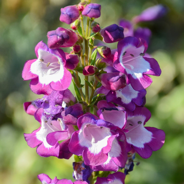 Organic Heirloom Non-GMO Violet Penstemon Seeds for Planting – High Germination Organic Garden Seeds for Colorful Blooms