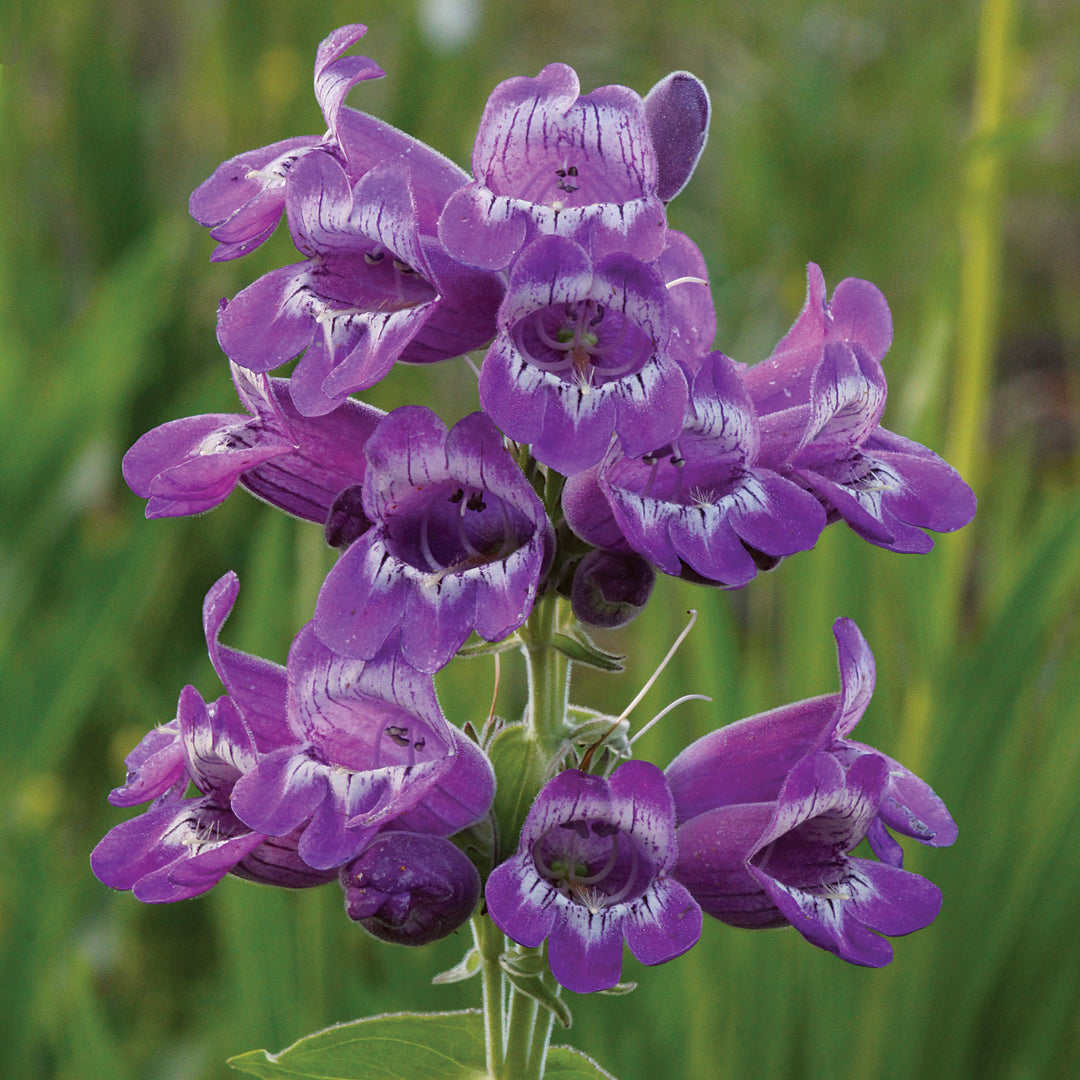 Organic Heirloom Non-GMO Violet Penstemon Seeds for Planting – High Germination Organic Garden Seeds for Colorful Blooms
