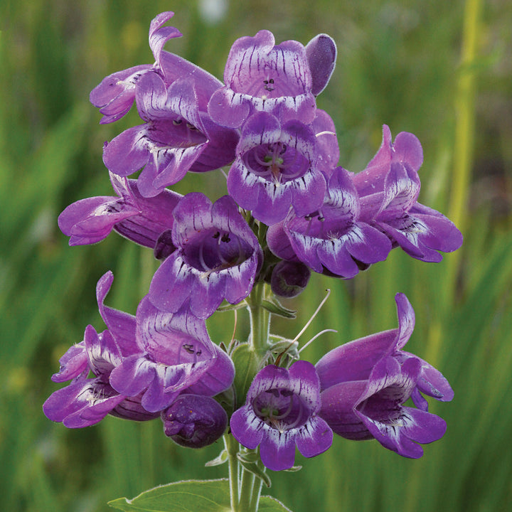 Organic Heirloom Non-GMO Violet Penstemon Seeds for Planting – High Germination Organic Garden Seeds for Colorful Blooms