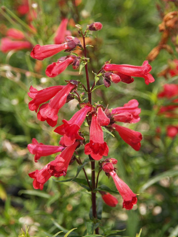 Penstemon Flower Seeds – Heirloom Non-GMO Bee-Friendly Blooms for Colorful Garden Planting, High Germination