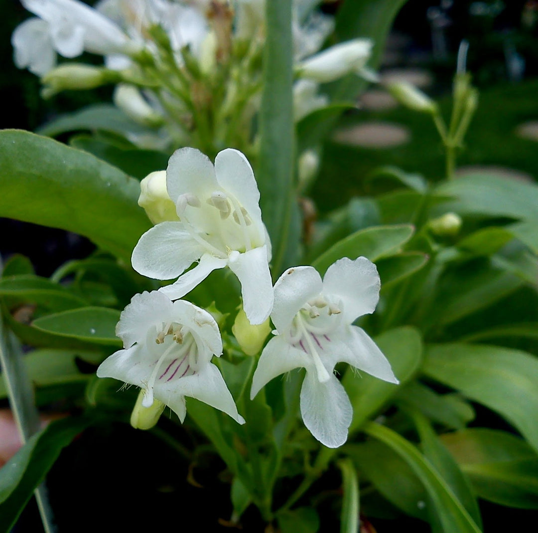 Penstemon White Flower Seeds for Planting – Organic, Heirloom, Non-GMO High Germination Organic Garden Seeds