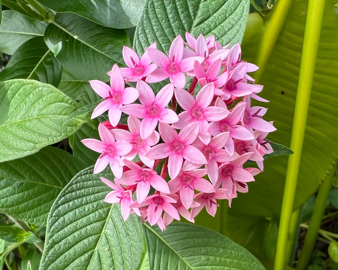 serpentina plant seeds Heirloom Non-GMO Pink Serpentina Flower Seeds for Decorative Garden Be – Neeraseeds