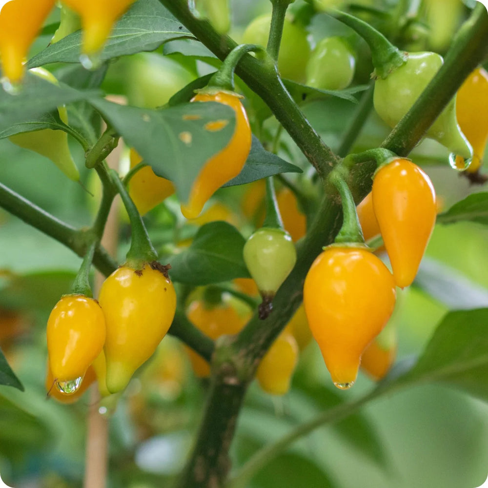 Bode Pepper Seeds for Planting