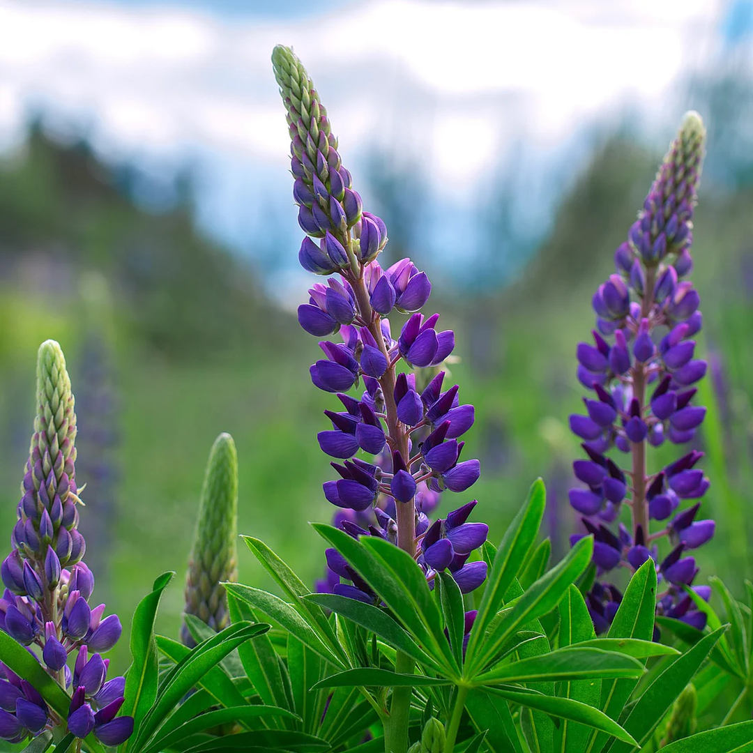 blue bonnet flower seeds