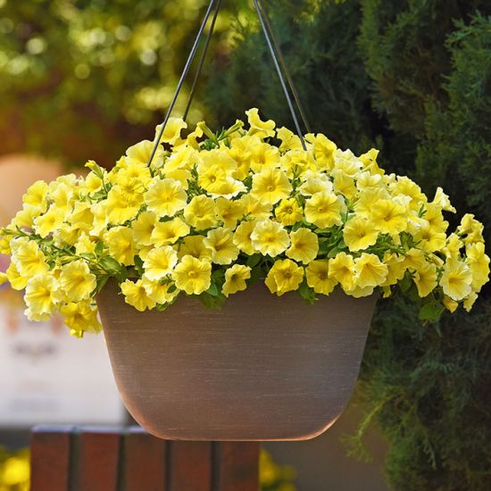 yellow calibrachoa flower seeds