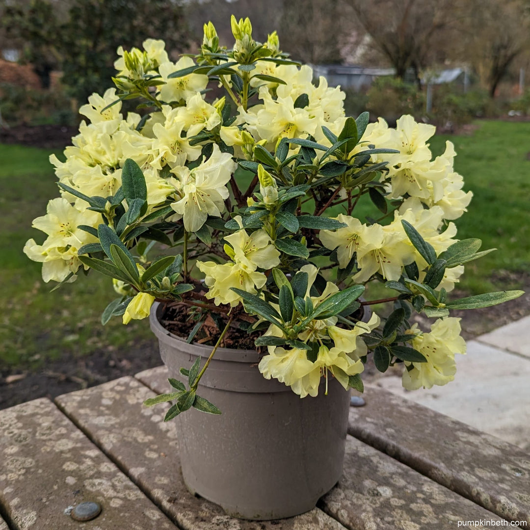 Rhododendron Blomsterfrø til udplantning - Gul 100 stk