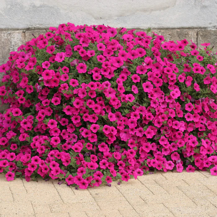 Friske Petunia Blomsterfrø til udplantning, Mørkviolet 100 stk