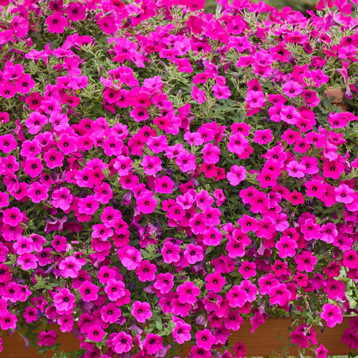 Friske Petunia Blomsterfrø til udplantning, Mørkviolet 100 stk